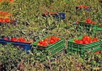 تولید ۴۰۰ هزار تن گوجه فرنگی در جنوب استان بوشهر