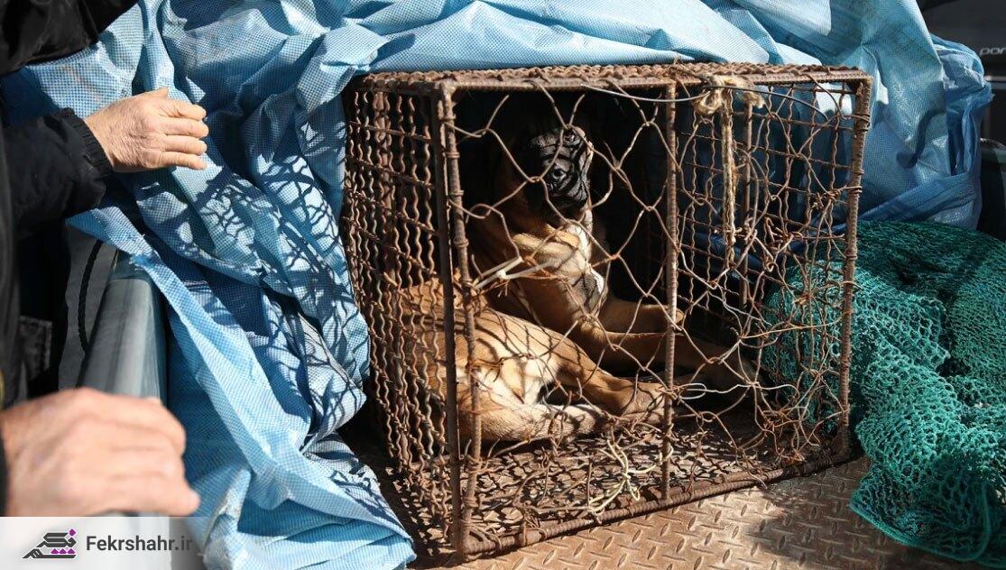 بالاخره صنعت گوشت سگ در کره جنوبی ممنوع شد