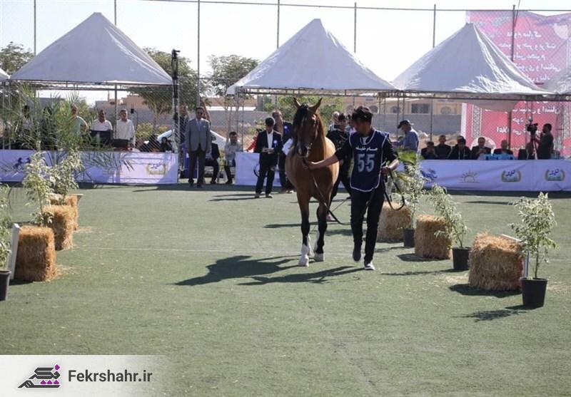 زیباترین اسب‌های ایران را در جشنواره دشتستان + تصاویر
