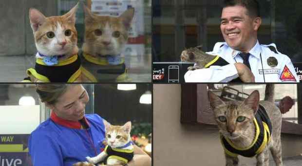 گربه‌های ولگرد در فیلیپین یار پلیس‌ها شدند! + عکس