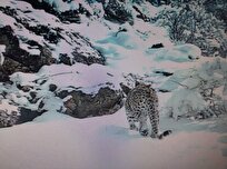 ثبت تصویر یک پلنگ ماده و توله‌اش در ارتفاعات برفی گیلان + ویدیو