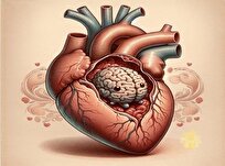 مغز کوچک قلب/ دلایل علمی بر تایید خوش قلبی، تصمیم گیری با قلب و...