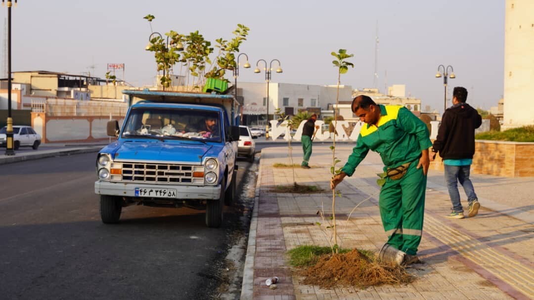 کاشت ۵۰ اصله نهال سپستان در خیابان شهید چمران برازجان + تصاویر کاشت ۵۰ اصله نهال سپستان در خیابان شهید چمران برازجان + تصاویر