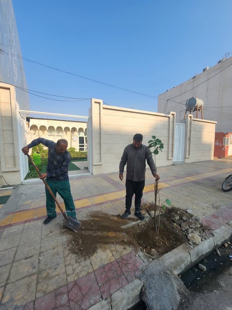 کاشت ۵۰ اصله نهال سپستان در خیابان شهید چمران برازجان + تصاویر کاشت ۵۰ اصله نهال سپستان در خیابان شهید چمران برازجان + تصاویر