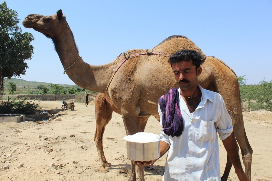 خواص شیر شتر + ۳ ایراد اساسی آن