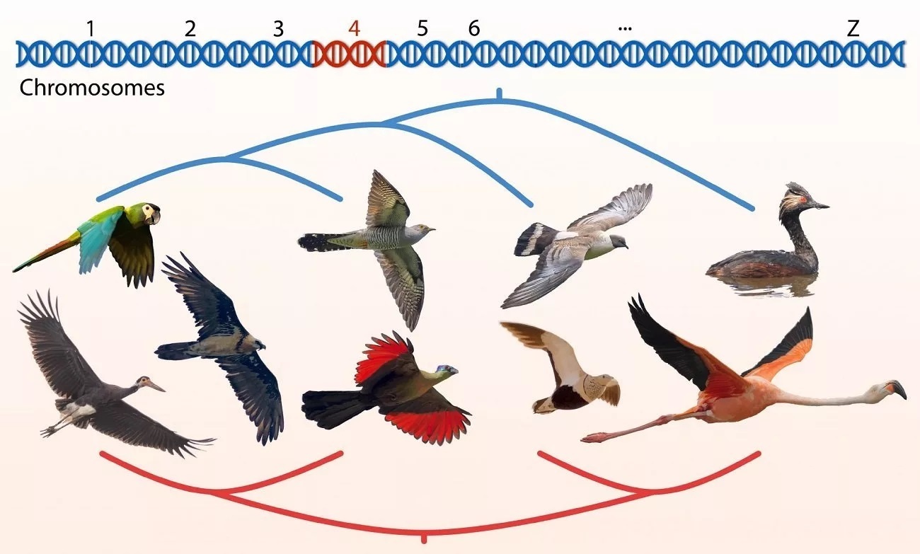 دستاورد محقق ایرانی: بزرگ‌ترین و دقیق‌ترین شجره‌نامه تاریخ پرندگان ایجاد شد