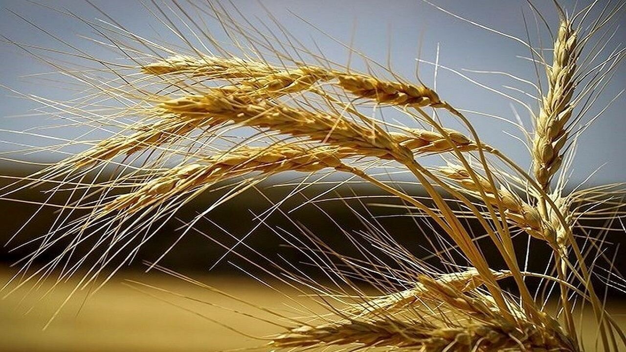 کاهش چشمگیر برداشت گندم در بوشهر/ نیاز‌های استان تامین نشد