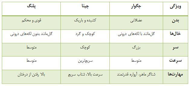 چگونه می‌توان جگوار، چیتا و پلنگ را از هم تشخیص داد؟! + عکس