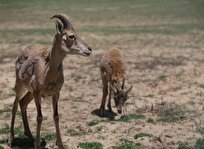 ببینید/ حیاتِ وحش در تابستانِ هیرکانی