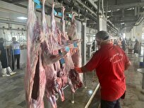 دامپزشکی: زنجیره سرد گوشت تا دورترین شهرستان‌های استان بوشهر