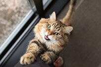 مطالعه جدید: گربه‌ها برای مردان بیشتر از زنان «میو» می‌کنند