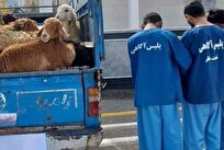 پلیس: سارقان احشام در گناوه دستگیر شدند