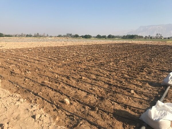 بررسی طرح کشت «کینوا» در ایستگاه تحقیقات کشاورزی برازجان + عکس