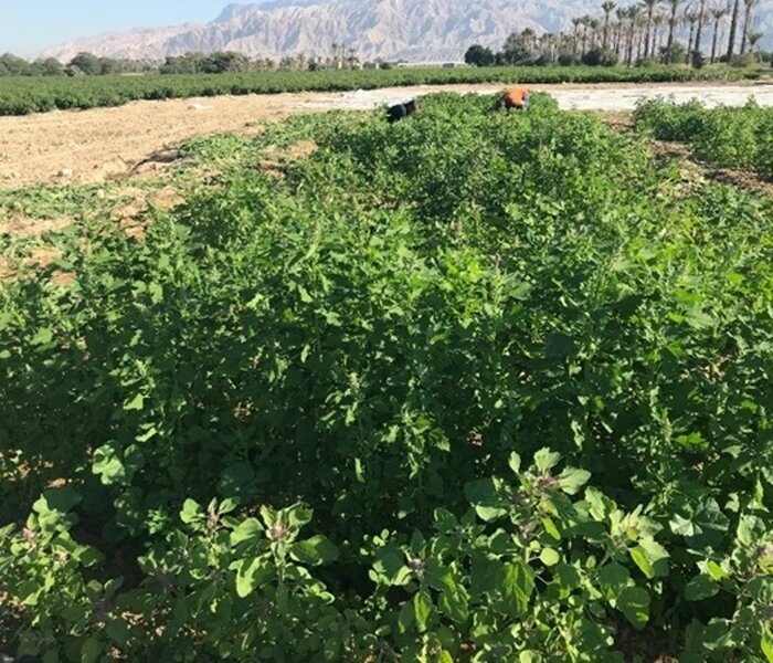 بررسی طرح کشت «کینوا» در ایستگاه تحقیقات کشاورزی برازجان + عکس