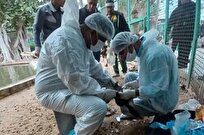 رییس دامپزشکی: پایش بیماری آنفلوآنزای پرندگان در بوشهر