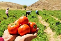 رونمایی از بذر هیبرید گوجه فرنگی «قهرمان» در استان بوشهر