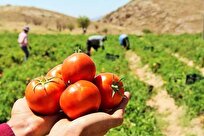 رونمایی از بذر هیبرید گوجه فرنگی «قهرمان» در استان بوشهر