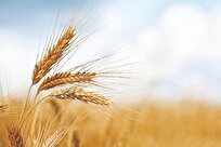 یک مسوول: پرداخت غرامت ۲۰۰ میلیارد تومانی به گندم‌کاران استان بوشهر