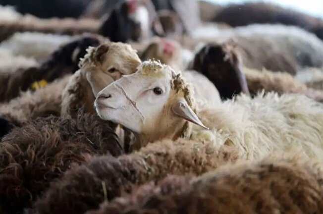 تحقیقات جدید حوزه علمیه در باره جنس چاقو برای بریدن سر گوسفند