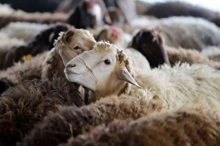 تحقیقات جدید حوزه علمیه در باره جنس چاقو برای بریدن سر گوسفند