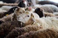 تحقیقات جدید حوزه علمیه در باره جنس چاقو برای بریدن سر گوسفند