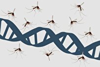 پارک ژوراسیک درست می‌گفت: پشه‌ها واقعاً کتابخانه‌ای از دی‌ان‌ای جانوران را حمل می‌کنند