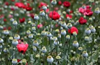 تصویب کشت گل خشخاش (شقایق الیفرا) برای تأمین موادمخدر دارویی کشور