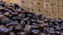 رئیس انجمن خرما: قیمت خرما در ماه رمضان کیلویی ۳۱۰ هزار تومان است