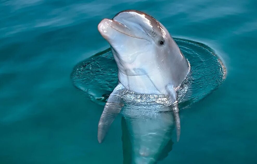 ببینید/ وقتی دلفین‌ها برای جمع‌آوری زباله، داوطلب می‌شوند