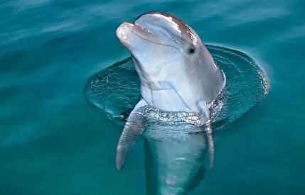 ببینید/ وقتی دلفین‌ها برای جمع‌آوری زباله، داوطلب می‌شوند