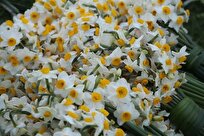 تولید سالانه بیش از ۳ میلیون شاخه گل نرگس در استان بوشهر