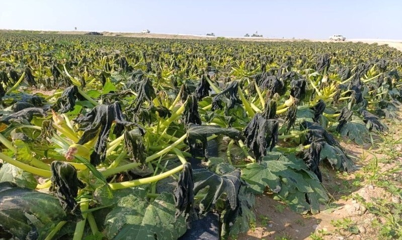 سرمازدگی ۱۰۰ هکتار از محصولات جالیزی شبانکاره + عکس