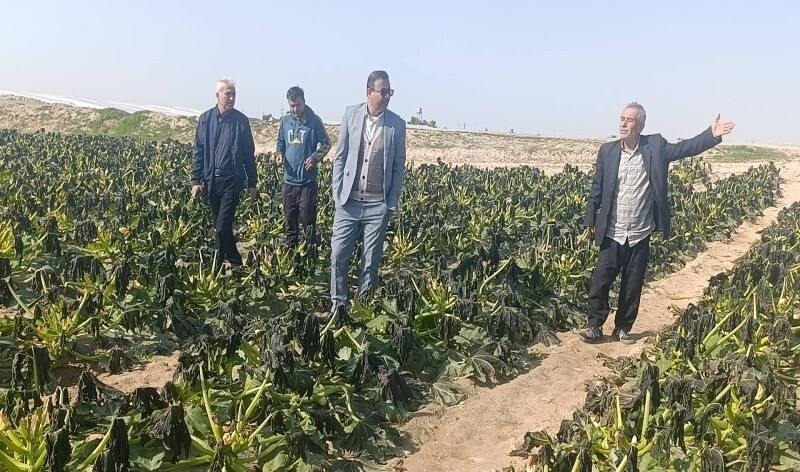 سرمازدگی ۱۰۰ هکتار از محصولات جالیزی شبانکاره + عکس