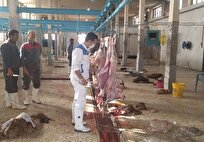 بحرانی: سرمایه‌گذاری ۲۵۰ میلیارد تومانی کشتارگاه صنعتی بوشهر