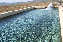 معاون استاندار: راندمان تولید آبزیان در استان بوشهر ۱۱۸ درصد افزایش یافت