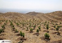 منابع طبیعی: توسعه زراعت چوب در بوشهر با استفاده از پساب شهری