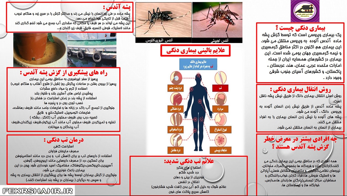 اینفوگرافی اختصاصی «فکرشهر»/ همه چیز درباره پشه آئدس و بیماری تب دنگی؛ پیشگیری، علائم و درمان
