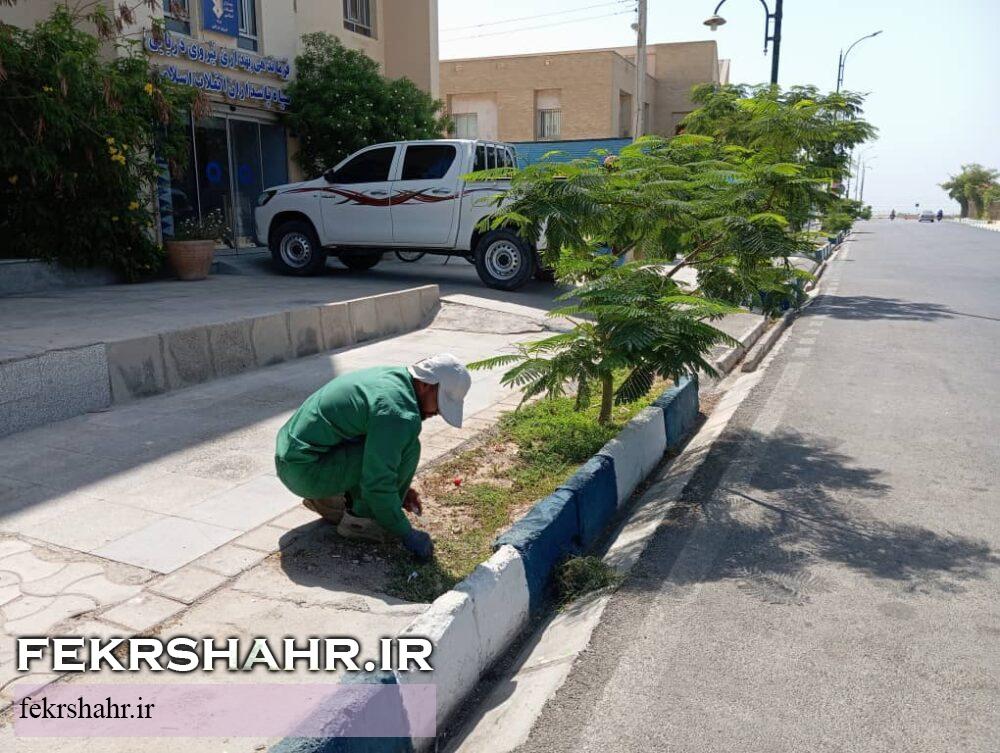 فکرشهر: عملیات هرس، فرم دهی درختان، اصلاح چمن وجین وپاکسازی فضای سبز سطح شهرخارگ اجرا شد