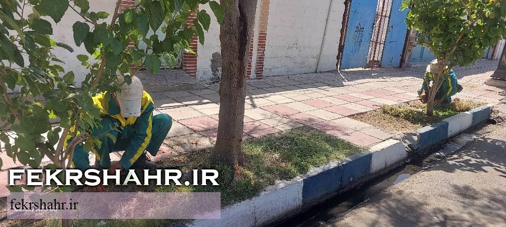 فکرشهر: عملیات هرس، فرم دهی درختان، اصلاح چمن وجین وپاکسازی فضای سبز سطح شهرخارگ اجرا شد