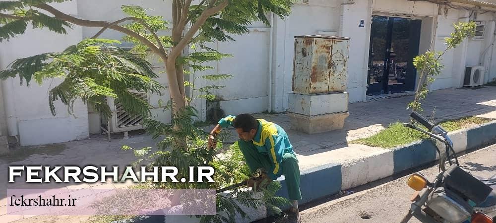 فکرشهر: عملیات هرس، فرم دهی درختان، اصلاح چمن وجین وپاکسازی فضای سبز سطح شهرخارگ اجرا شد
