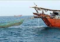 ضبط ۱.۵ تن ماهی صید غیرمجاز در سواحل عسلویه