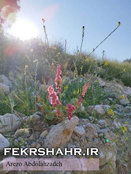 تصاویر اختصاصی «فکرشهر»/ آخرین لحظات بهار در دشتستان
