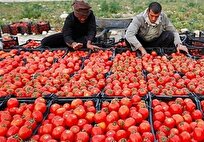 راه‌اندازی «روستابازار» در استان بوشهر