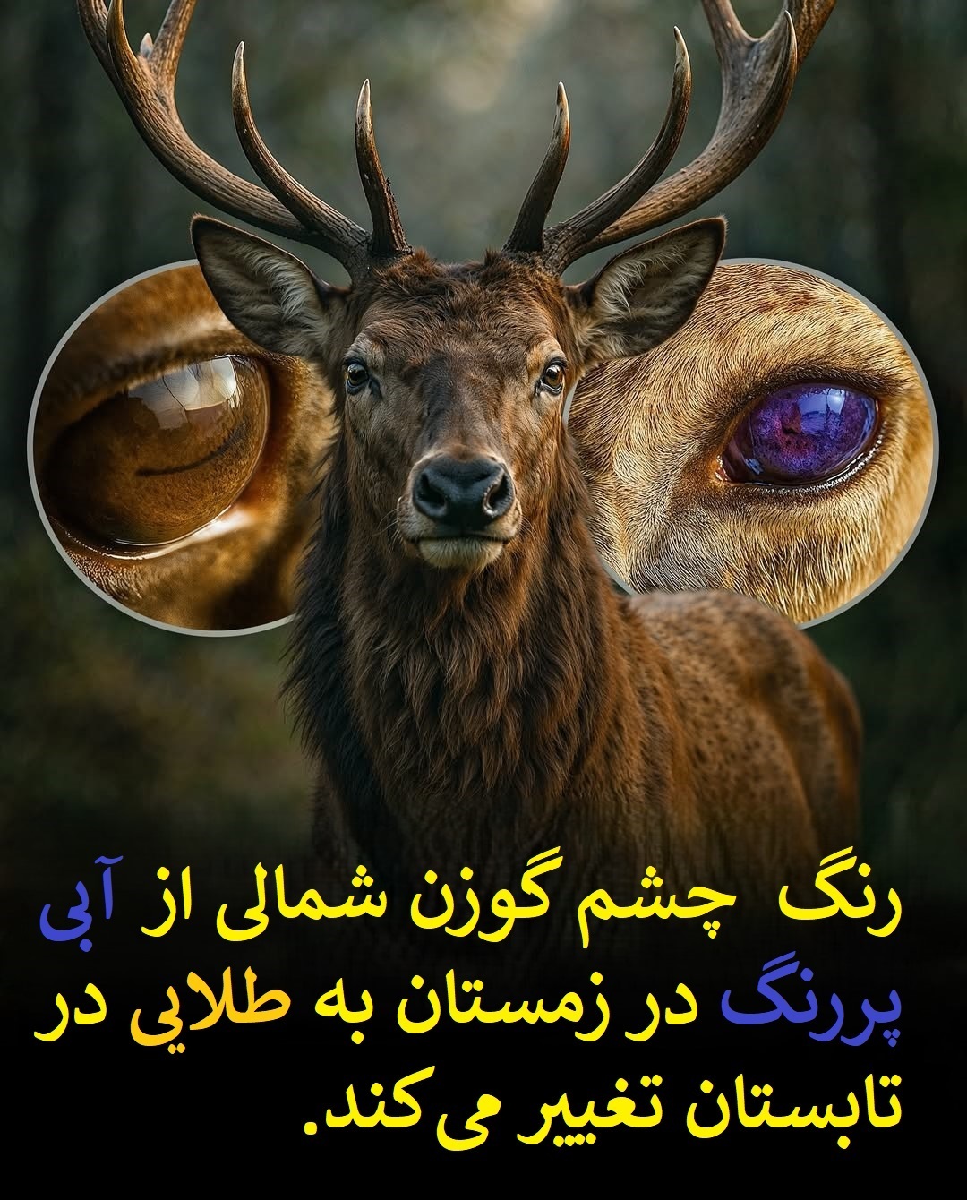 راز تغییر رنگ چشم برای بقا در طبیعت + عکس