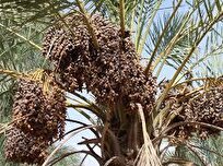 همه چیز درباره پژمردگی خوشه خرما؛ عارضه‌ای در مراحل انتهایی تولید خرما