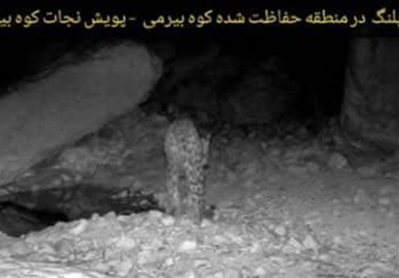 تایید حضور یک جفت پلنگ ایرانی در منطقه حفاظت شده بیرمی + فیلم و عکس