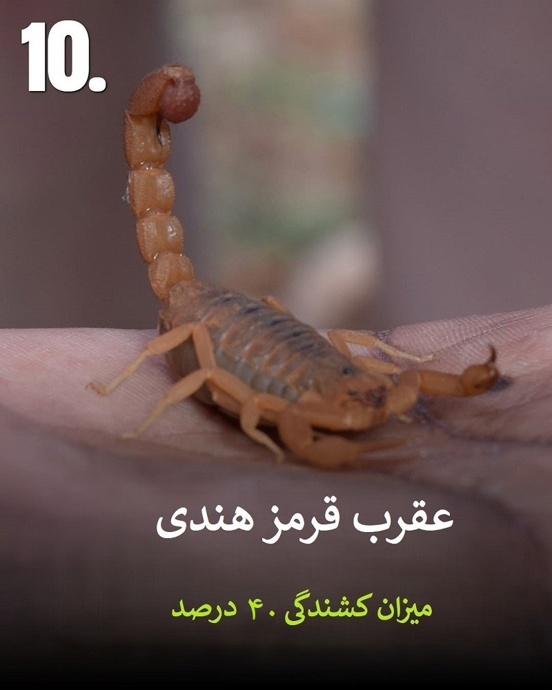 پادشاهان سم؛ حیواناتی که نباید به آن‌ها نزدیک شوید + عکس