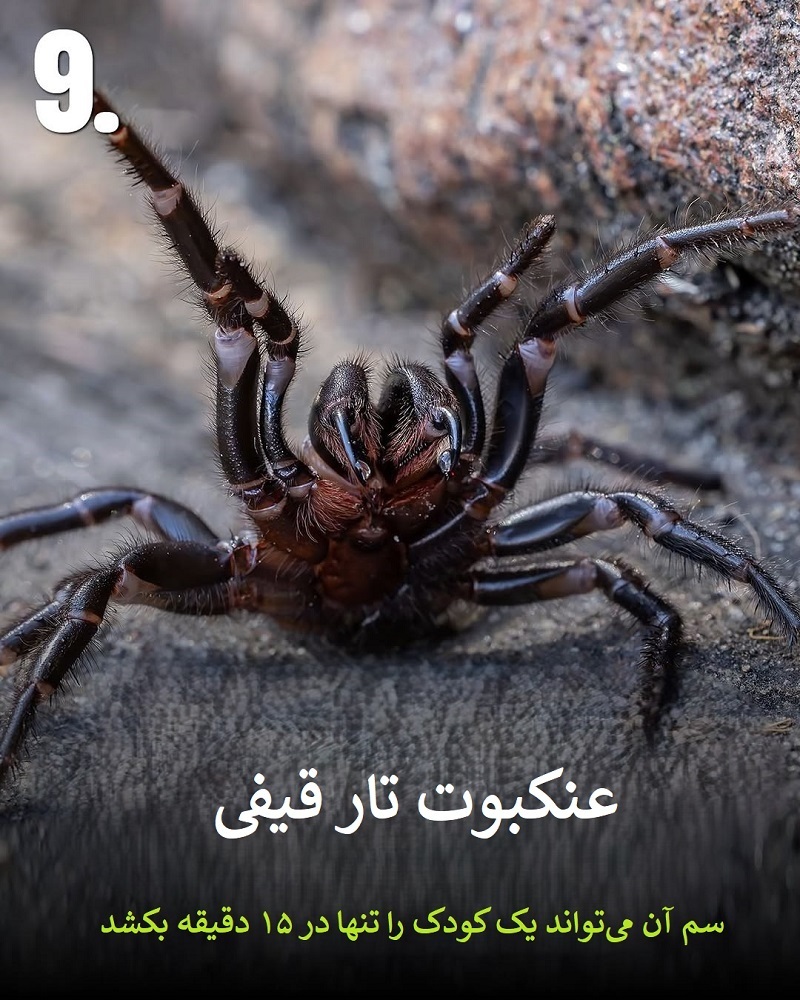پادشاهان سم؛ حیواناتی که نباید به آن‌ها نزدیک شوید + عکس