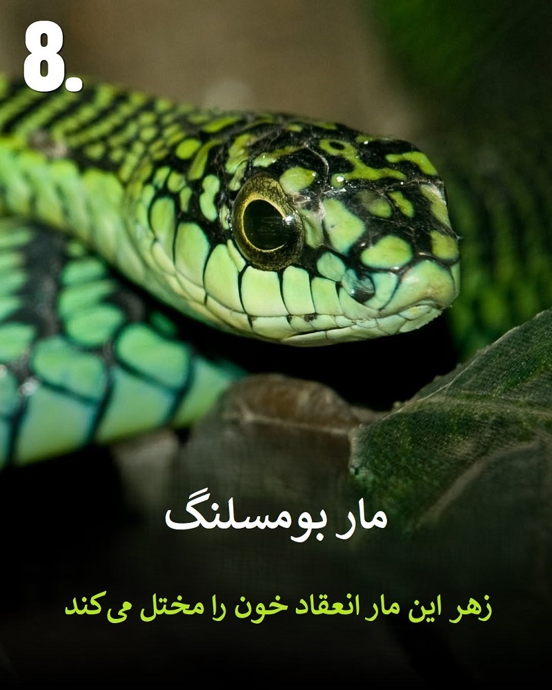 پادشاهان سم؛ حیواناتی که نباید به آن‌ها نزدیک شوید + عکس