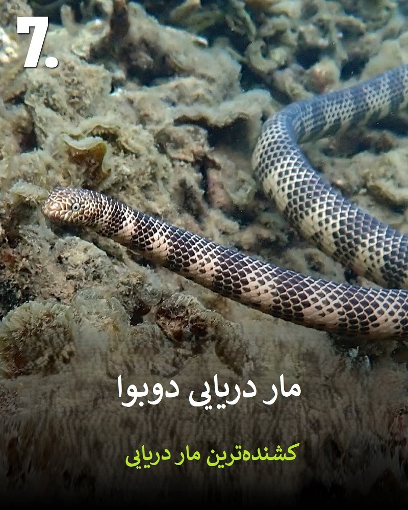 پادشاهان سم؛ حیواناتی که نباید به آن‌ها نزدیک شوید + عکس
